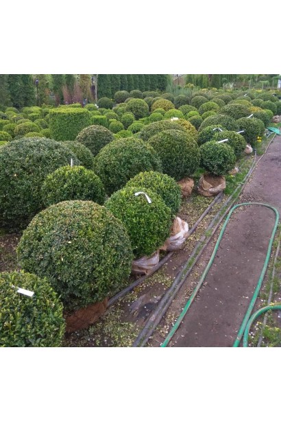 Самшит вічнозелений Куля - ТОПІАР Куля_ком 35кг/вис.60см/Ø60см